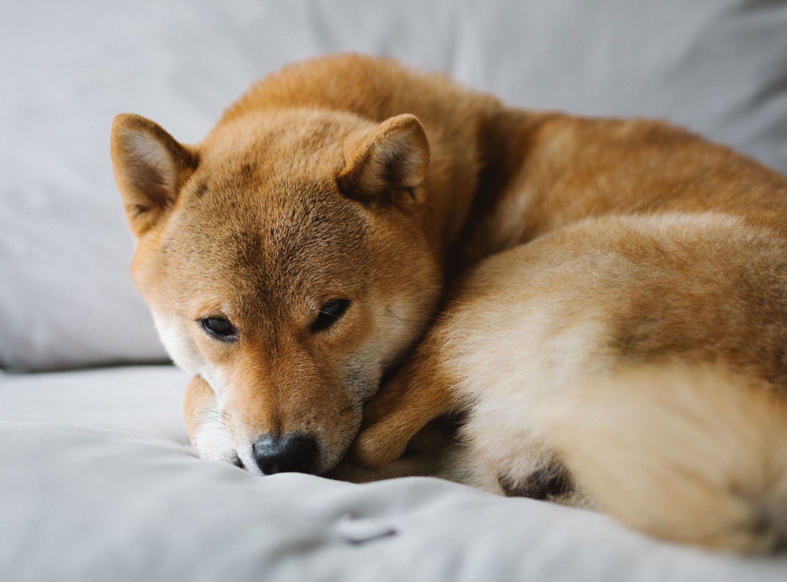 Shiba Inu Price Prediction 2025: Buy, Sell, or Hold SHIB?