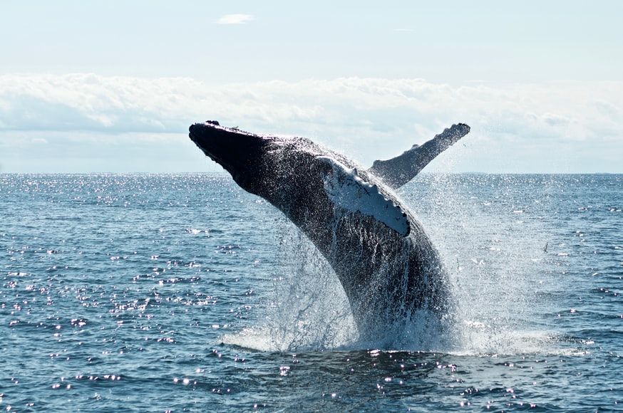 Bitcoin Whale Awakens 250 BTC Stash Worth $14M After 11.2 Years