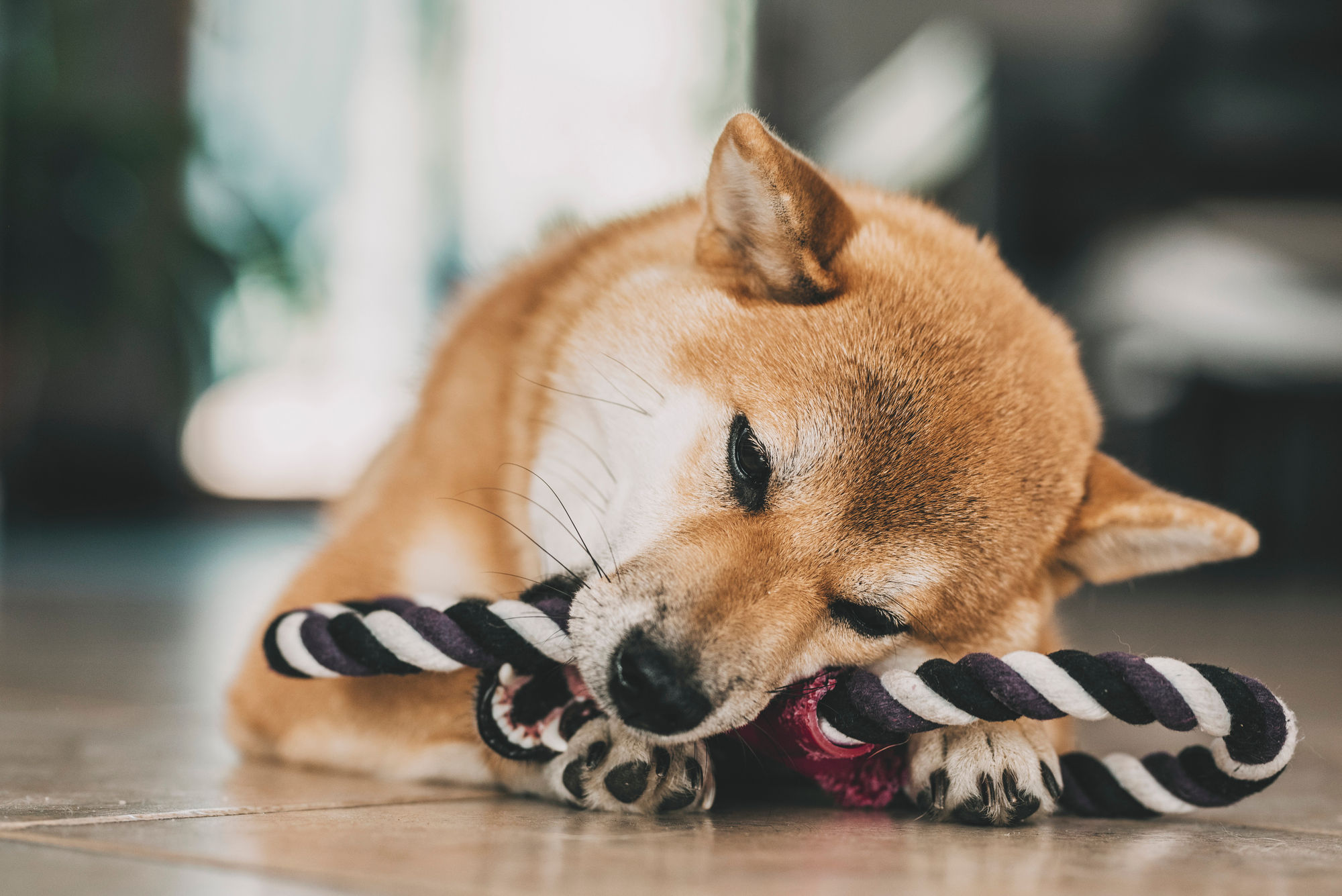 Can Shiba Inu Coin Realistically Hit the $1 Mark?