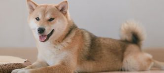 Shiba Inu price prediction: what next as SHIB goes parabolic?