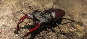 Exporter creates his own cryptocurrency to avoid high commissions on long-horned beetles sales