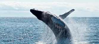 As inflation fears mount, Bitcoin whale holdings reach year’s peak