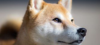 Shiba Inu on the move – is now the time to buy SHIB?