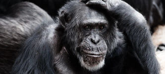 Evolved Apes NFT creator goes AWOL, steals $2.7M