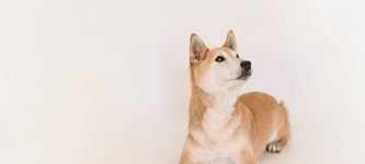 Shiba Inu Outranks AVAX and Chainlink, Becoming The 12th Largest Crypto