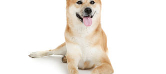 UK watchdog bans Floki Inu ads