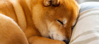 Shiba Inu Price Prediction as SHIB Rally Runs Out of Steam