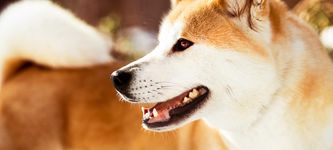 Minu Price Soars: Prospects of the First Mining Dog Coin on BSC