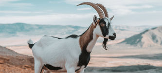 GOAT Coin Rises 103%, Cracks the Top 100: Here’s Why Goatseus Maximus Is Rising