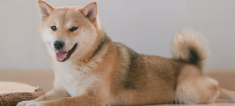 Shiba Inu price prediction: SHIB could spike by at least 17%