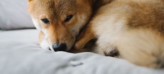 Is Shiba Inu’s time in the crypto spotlight over?