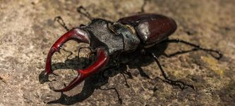 Exporter creates his own cryptocurrency to avoid high commissions on long-horned beetles sales