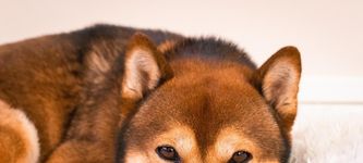 Surge In Shiba Inu Coin Is Increasing The Demand For Shiba Pups