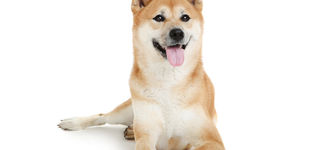 Shiba Inu price prediction: is SHIB a good investment in November?