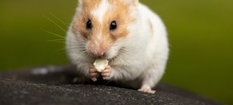 The Crypto Trading Hamster Out-Performing Warren Buffet