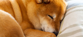 Dogelon Mars, Dogecoin, Baby Doge, Floki Inu prices are plunging