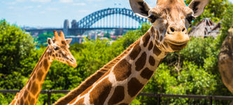 Terri Irwin-owned Australia Zoo launches an NFT project