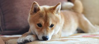 What’s Going on With Dogecoin, Floki Inu, and Shiba Inu Prices?