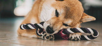 BONE Price Under Pressure: Will Shiba Inu’s Fiat On-ramp Reverse the Trend?