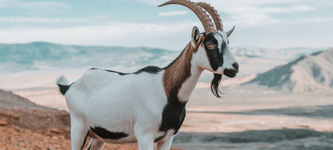 GOAT Coin Rises 103%, Cracks the Top 100: Here’s Why Goatseus Maximus Is Rising