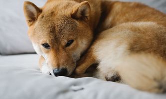 Shiba Inu Price Prediction: SHIB Eyes a 150% Surge