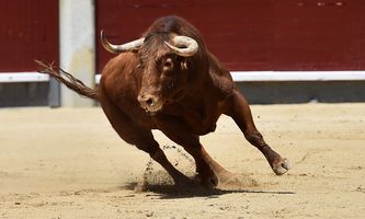 Crypto Rally Today: Why Altcoins Like Zcash, Lighter, HBAR, Pippin are Going Up