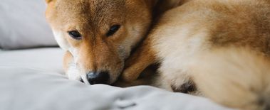 Here’s Why Shiba Inu Price Could Surge by 86%