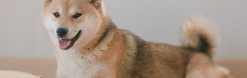 Shiba Inu Flashes Buy Signal as Meme Coin Presales Attract Fresh Capital