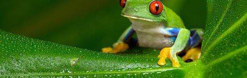 Pepe Coin Price Crash and the $7.1 Billion Wipeout Explained