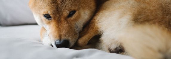 Here’s Why Shiba Inu Price Could Surge by 86%