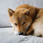 Top Harmonic Pattern Points to a Shiba Inu price Surge