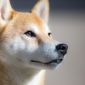 Will Shiba Inu Price Rally as SHIB Burn Rate Jumps, as Whales Dump?