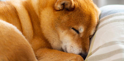 Shiba Inu Price Prediction as the VIX Index Darts Higher