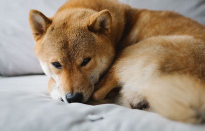 Public lists Shiba Inu coin as it broadens crypto offerings
