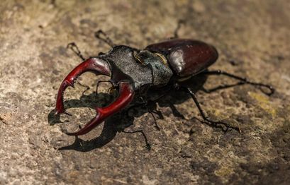 Exporter creates his own cryptocurrency to avoid high commissions on long-horned beetles sales