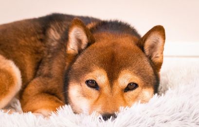 Surge In Shiba Inu Coin Is Increasing The Demand For Shiba Pups