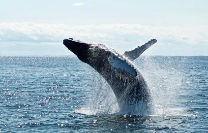 As inflation fears mount, Bitcoin whale holdings reach year’s peak