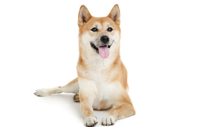 Dog days: What's behind the Dogecoin and Shiba Inu surge?