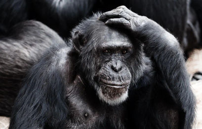 Evolved Apes NFT creator goes AWOL, steals $2.7M