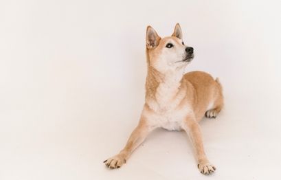 Shiba Inu Outranks AVAX and Chainlink, Becoming The 12th Largest Crypto