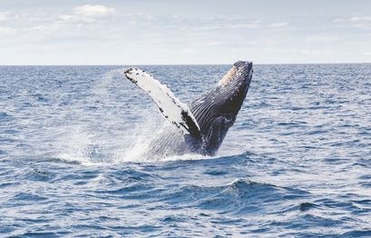 How Much Do Whales Influence Crypto Markets?