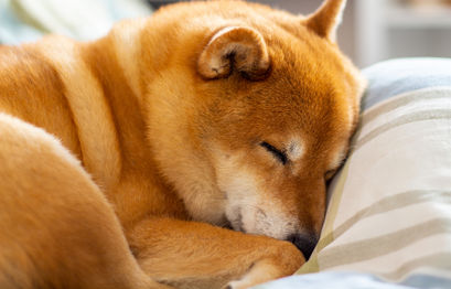 Dogelon Mars, Dogecoin, Baby Doge, Floki Inu prices are plunging