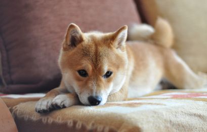 Here’s why Pepe, SUI, and Floki Inu prices could crash soon