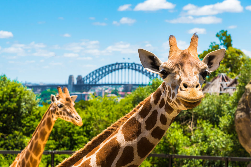 Terri Irwin-owned Australia Zoo launches an NFT project