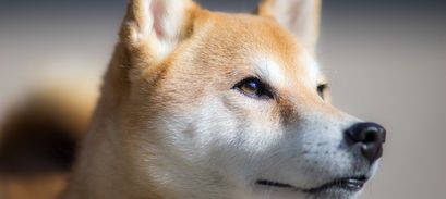 Floki price more than doubles after Musk shares photo of his Shiba Inu